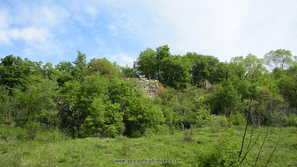 Sv.Ana-perilo Draga (12).JPG