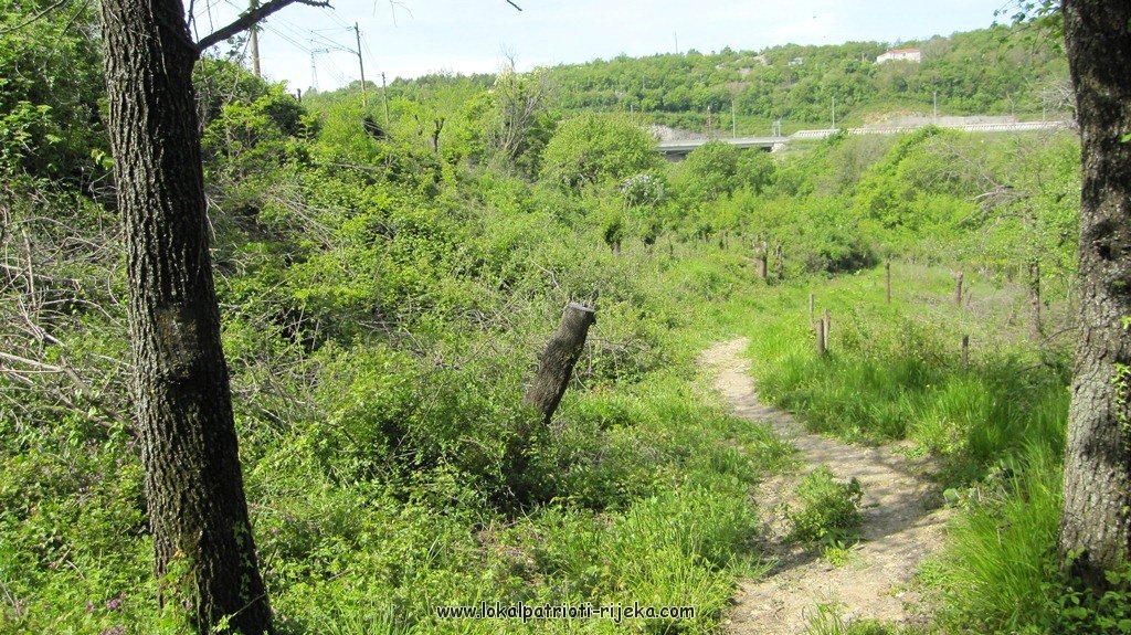 Sv.Ana-perilo Draga (19).JPG