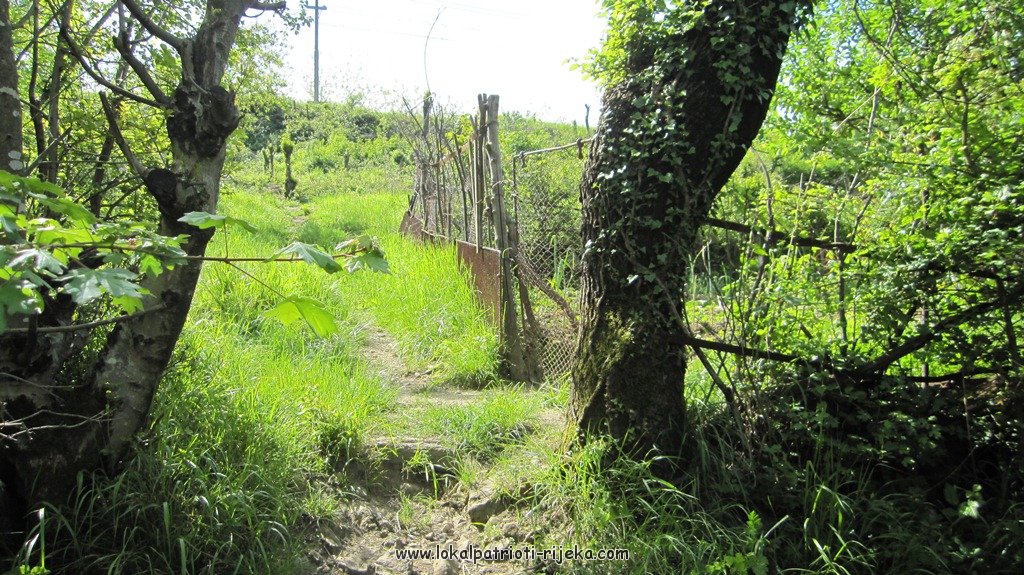 Sv.Ana-perilo Draga (20).JPG